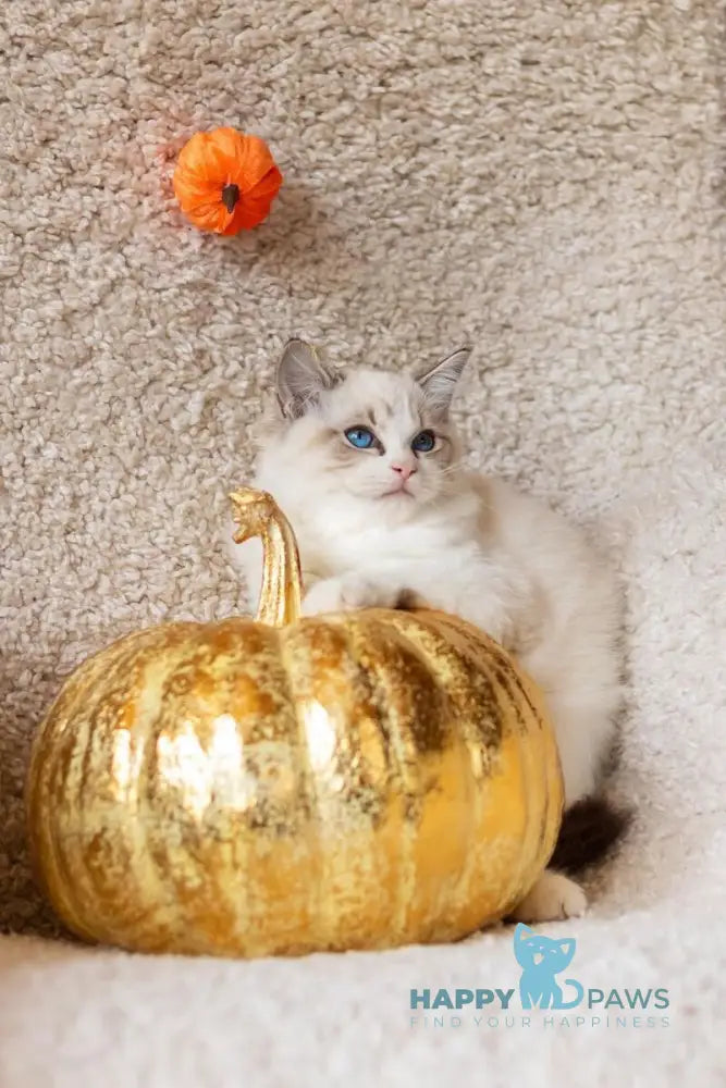 Yoga Ragdoll female blue tabby bicolour live animals