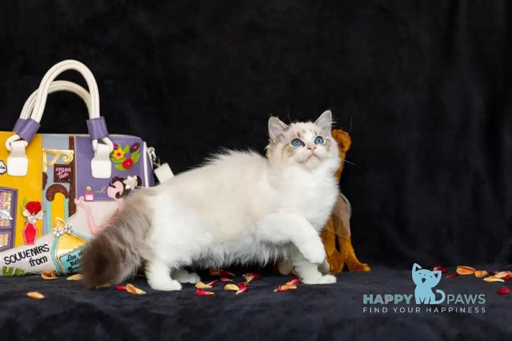 Yoga Ragdoll female blue tabby bicolour live animals