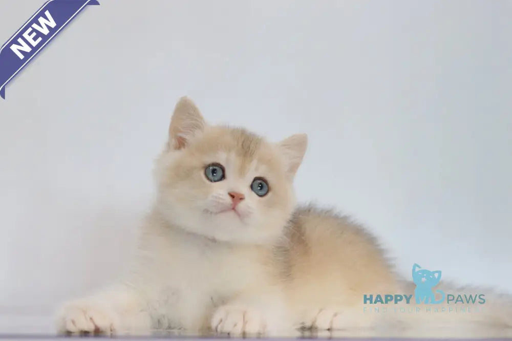 Yogort British Shorthair male blue golden chinchilla live animals