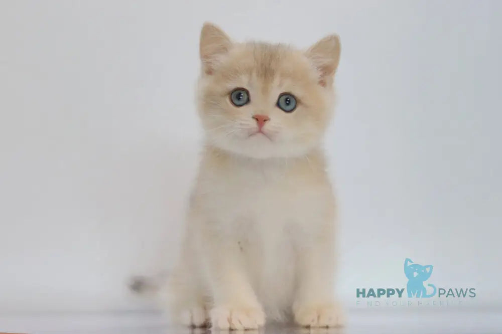 Yogort British Shorthair male blue golden chinchilla live animals