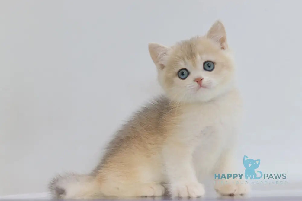 Yogort British Shorthair male blue golden chinchilla live animals