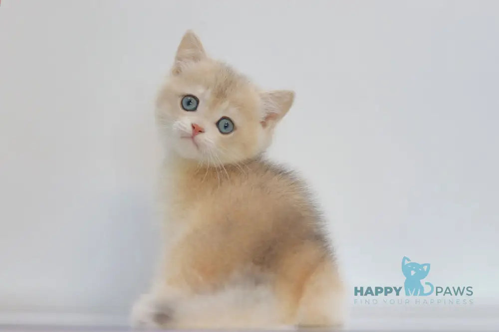 Yogort British Shorthair male blue golden chinchilla live animals