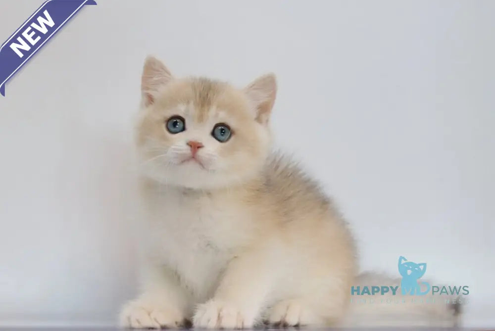 Yogort British Shorthair male blue golden chinchilla live animals
