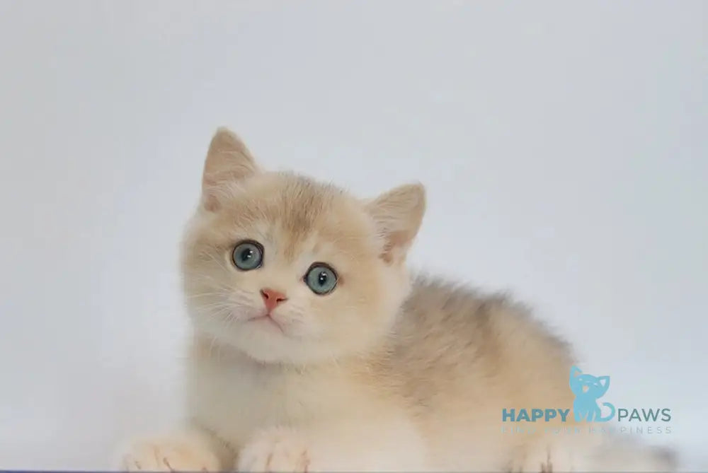 Yogort British Shorthair male blue golden chinchilla live animals