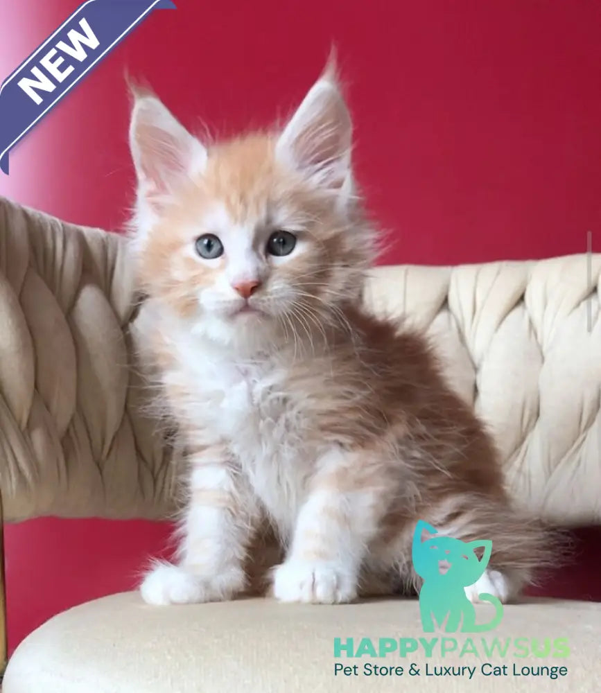 Yogurt Maine Coon male red silver tabby bicolour - live animals
