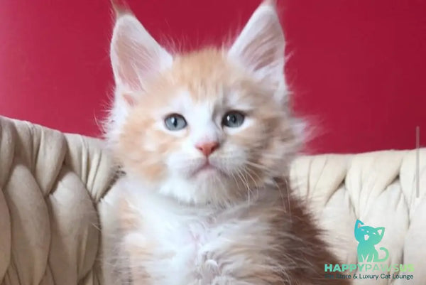 Yogurt Maine Coon male red silver tabby bicolour - live animals