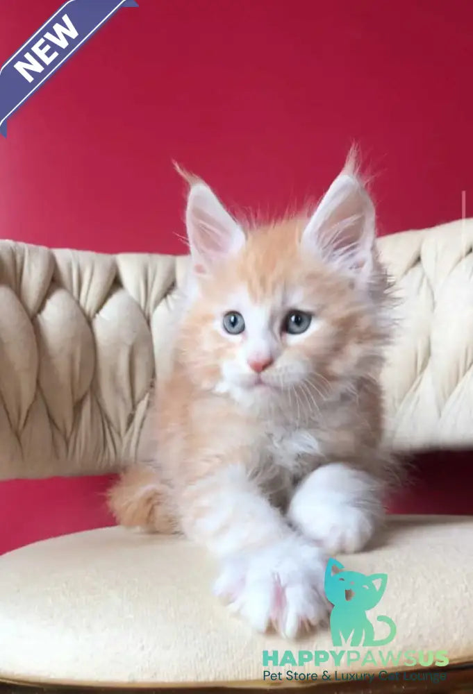 Yogurt Maine Coon male red silver tabby bicolour - live animals