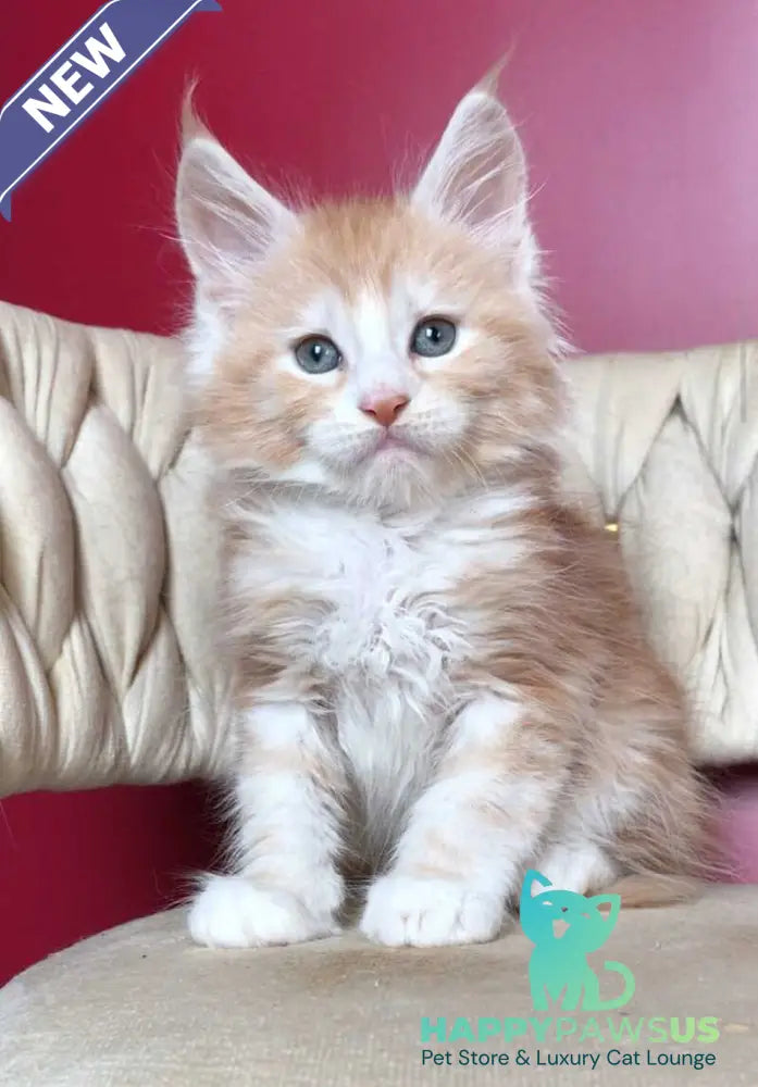 Yogurt Maine Coon male red silver tabby bicolour - live animals
