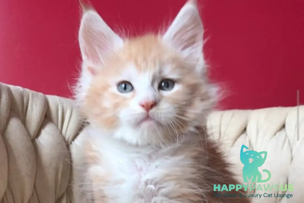 Yogurt Maine Coon male red silver tabby bicolour - live animals
