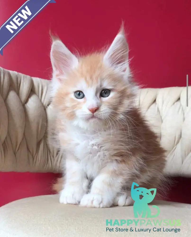 Yogurt Maine Coon male red silver tabby bicolour - live animals