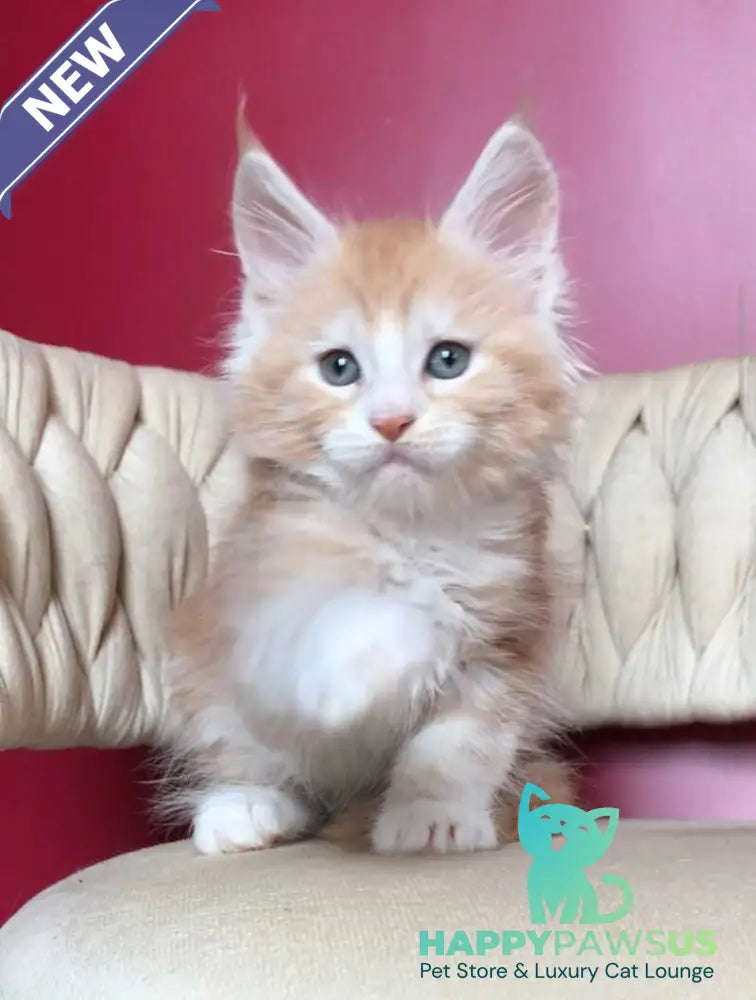 Yogurt Maine Coon male red silver tabby bicolour - live animals
