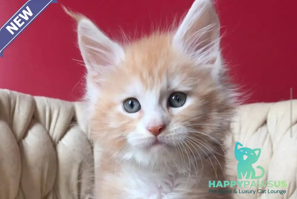 Yogurt Maine Coon male red silver tabby bicolour - live animals
