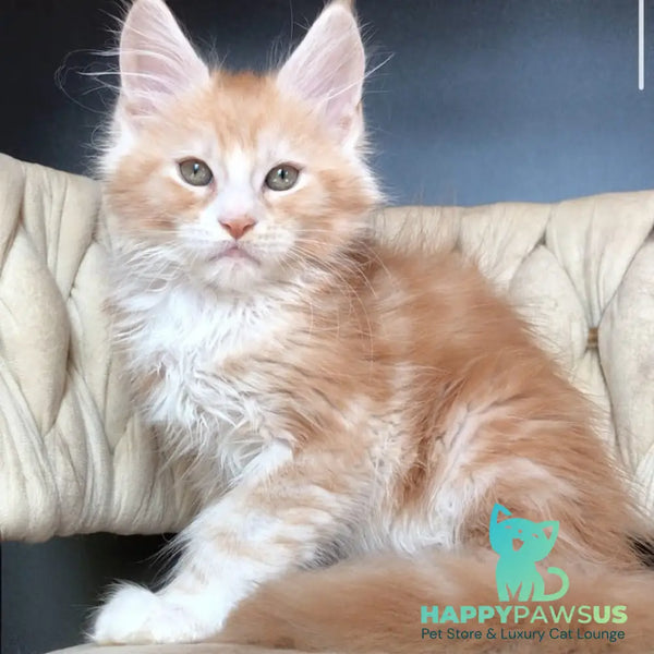 Yogurt Maine Coon male red silver tabby bicolour - live animals