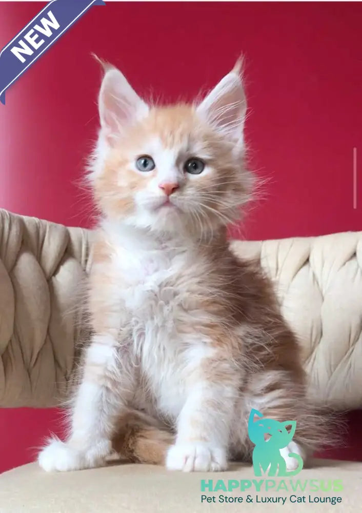 Yogurt Maine Coon male red silver tabby bicolour - live animals