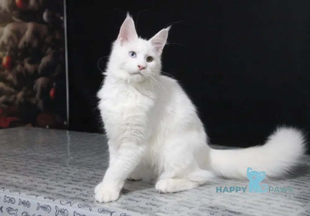 Yogurt Maine Coon Male White Live Animals