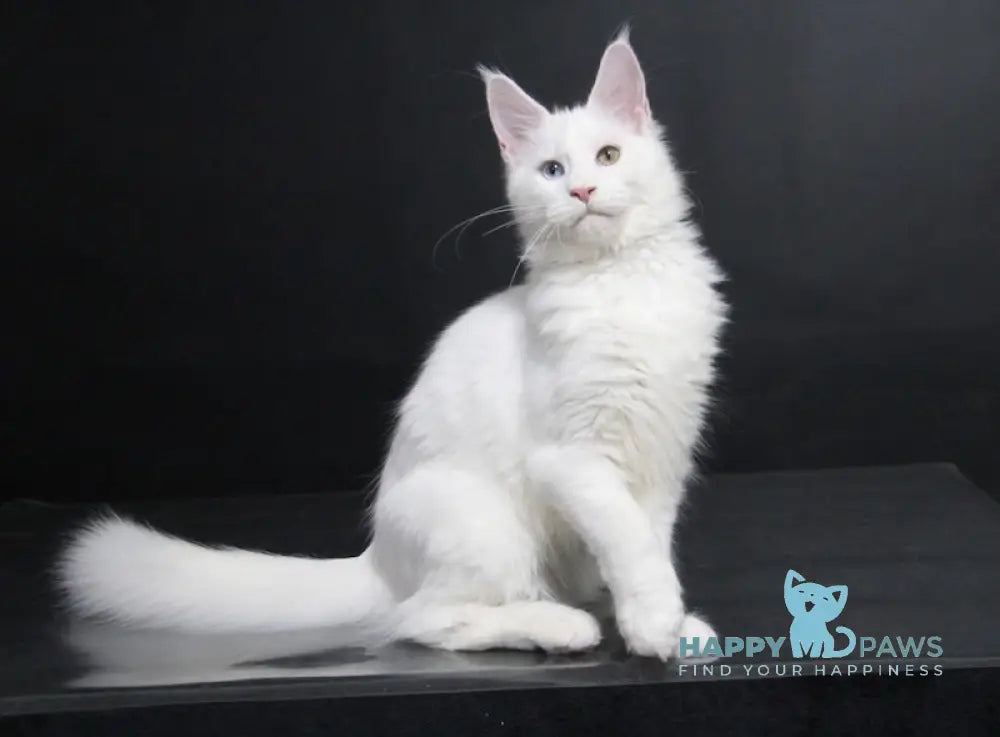 Yogurt Maine Coon Male White Live Animals