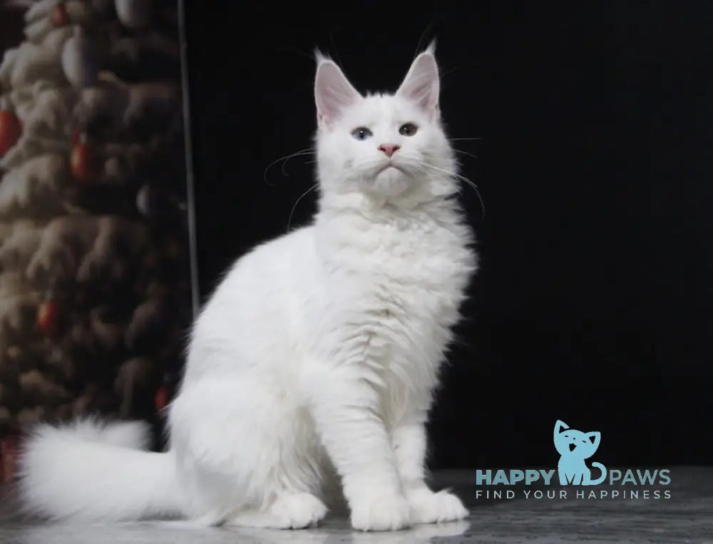 Yogurt Maine Coon Male White Live Animals