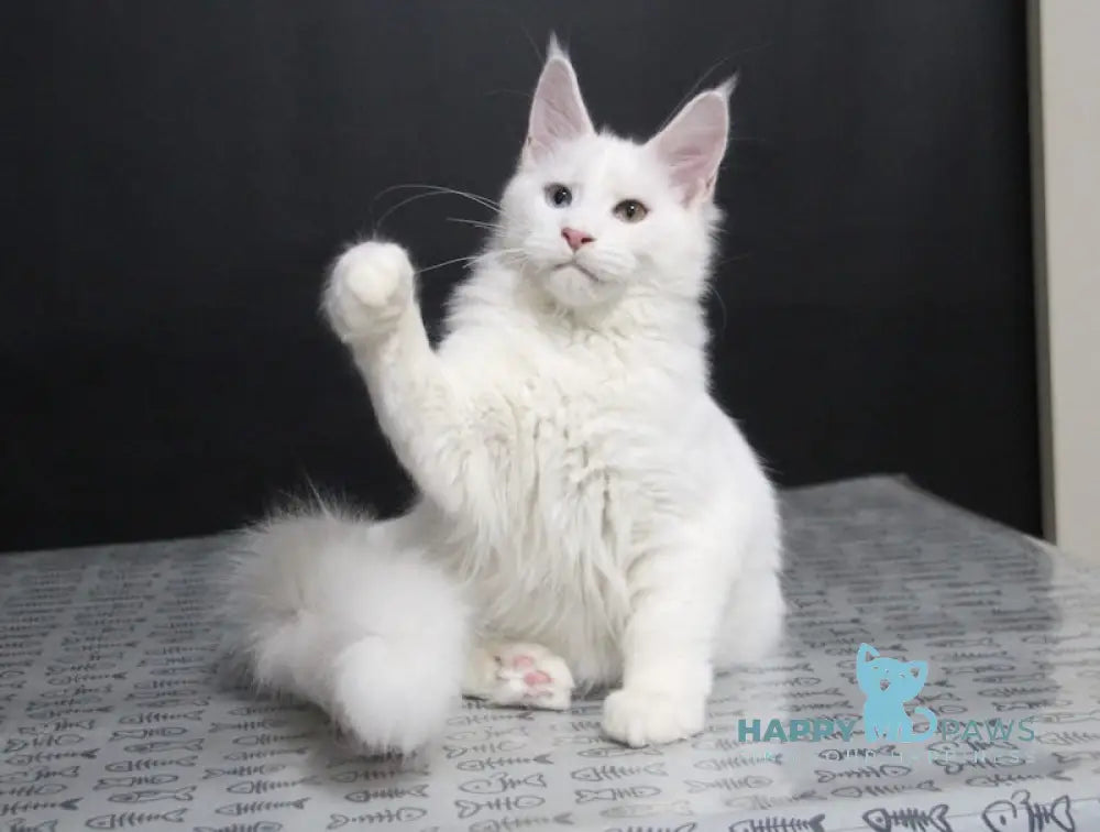 Yogurt Maine Coon Male White Live Animals