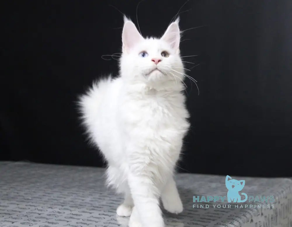 Yogurt Maine Coon Male White Live Animals