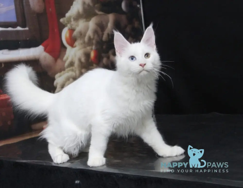 Yogurt Maine Coon Male White Live Animals