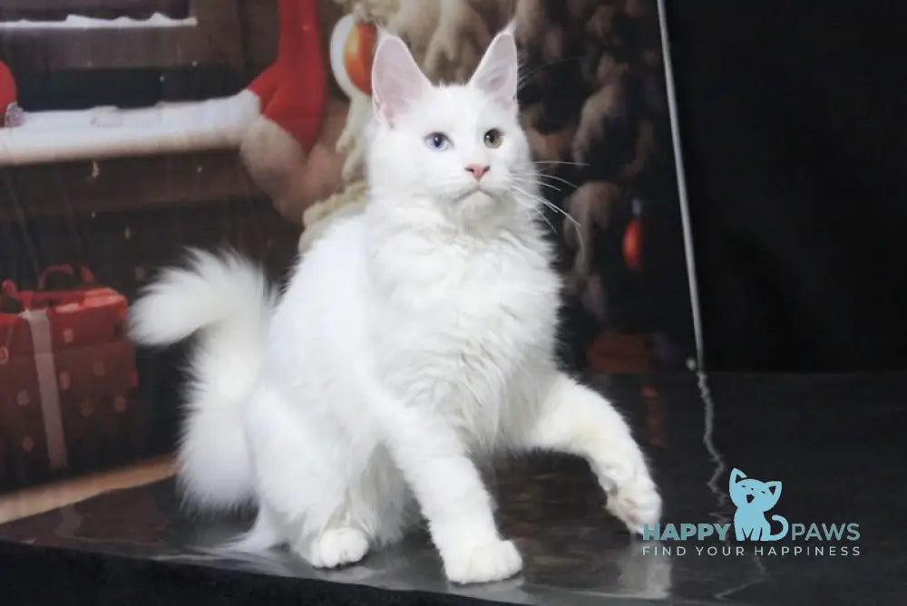 Yogurt Maine Coon Male White Live Animals