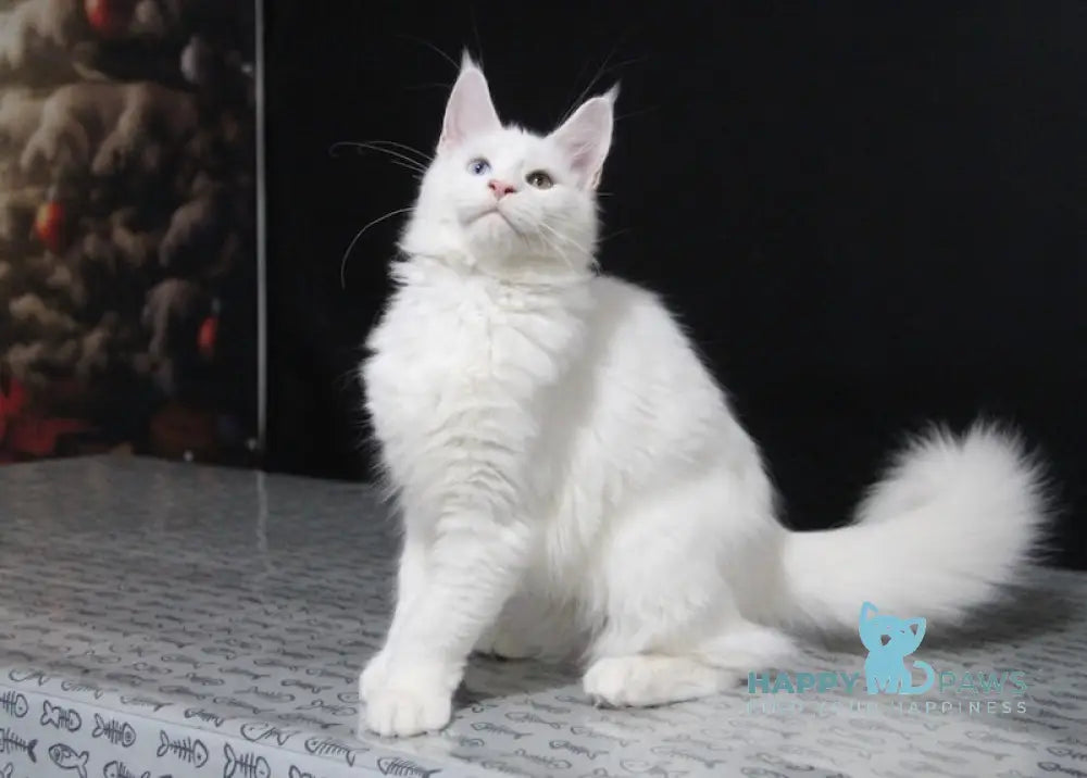 Yogurt Maine Coon Male White Live Animals