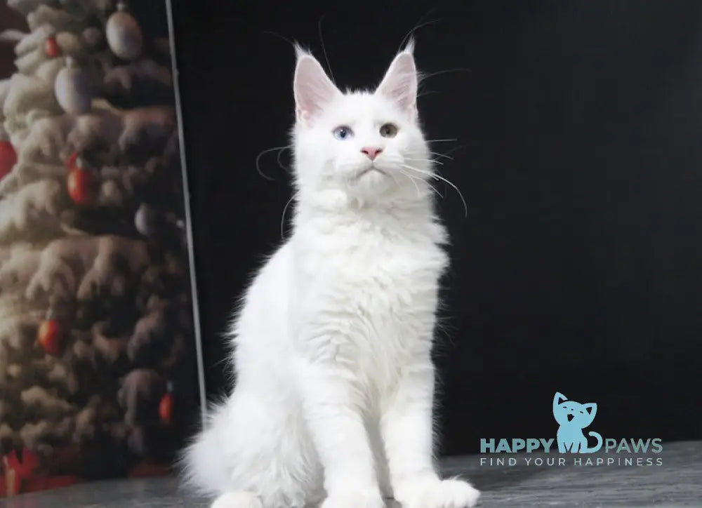 Yogurt Maine Coon Male White Live Animals