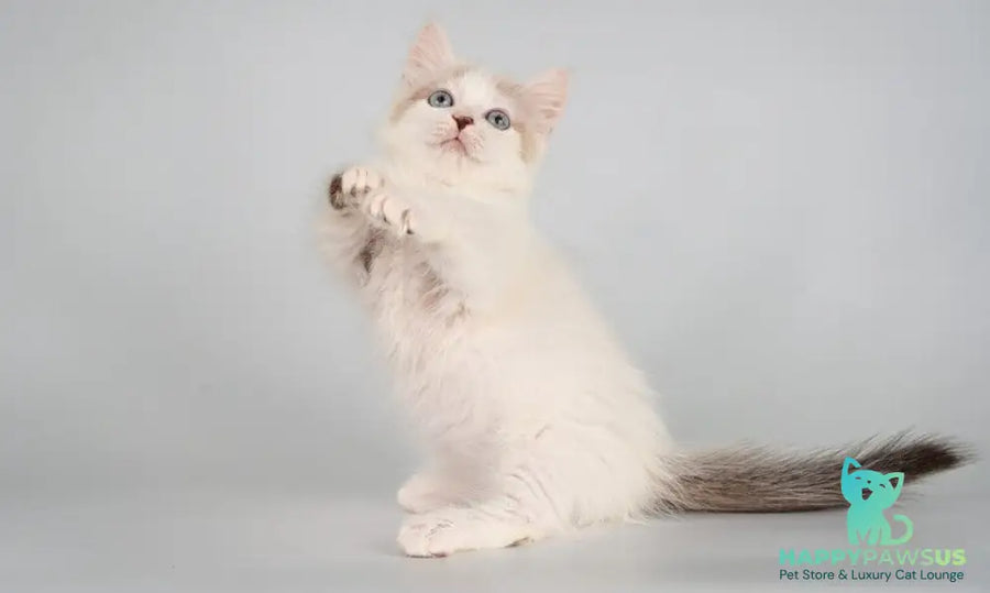 Yogurt Munchkin male seal pointed van - live animals