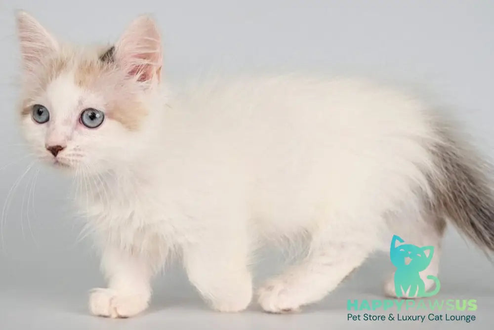 Yogurt Munchkin male seal pointed van - live animals