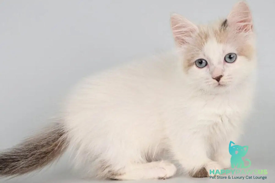 Yogurt Munchkin male seal pointed van - live animals