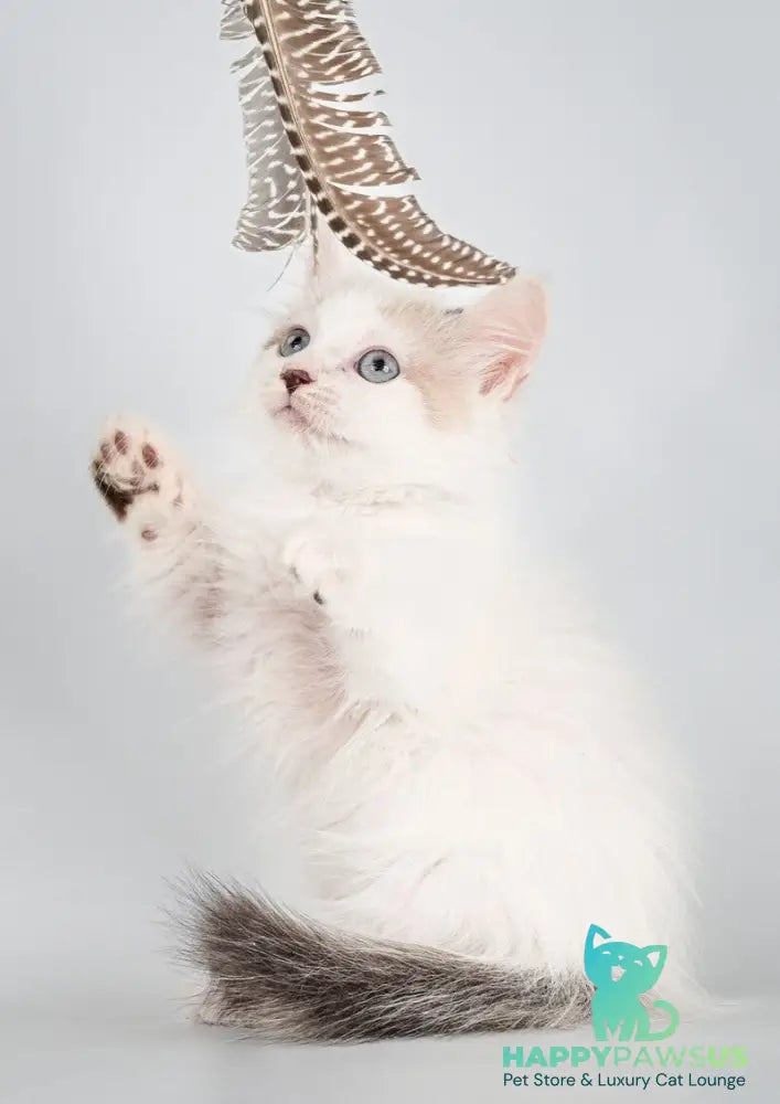 Yogurt Munchkin male seal pointed van - live animals
