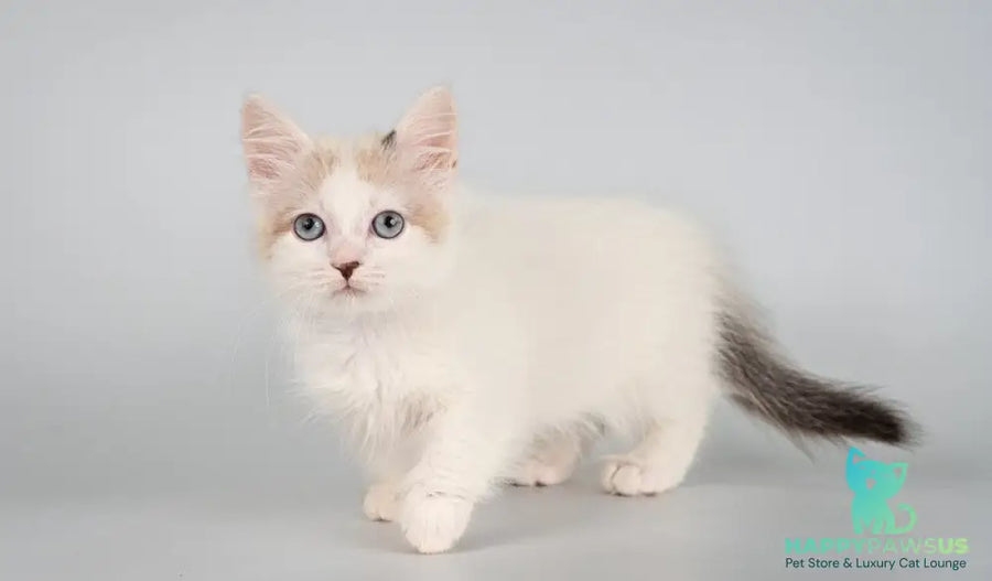 Yogurt Munchkin male seal pointed van - live animals