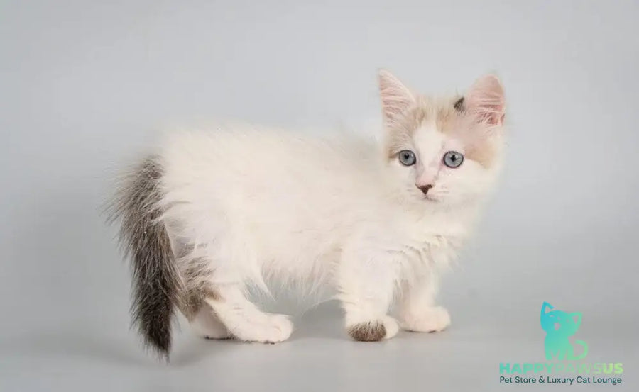 Yogurt Munchkin male seal pointed van - live animals
