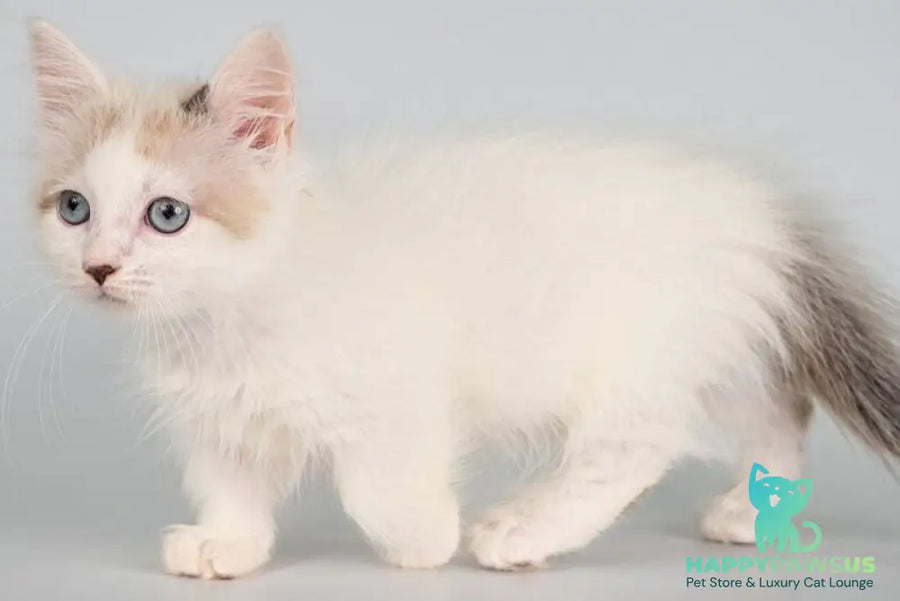 Yogurt Munchkin male seal pointed van - live animals