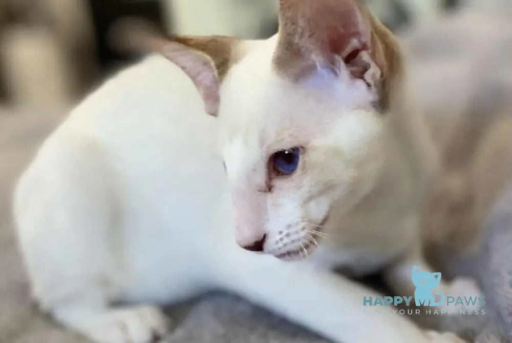 Yogurt Siamese male chocolate tabby pointed live animals