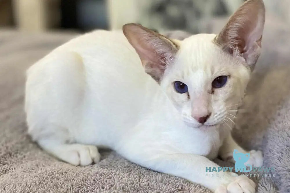 Yogurt Siamese male chocolate tabby pointed live animals