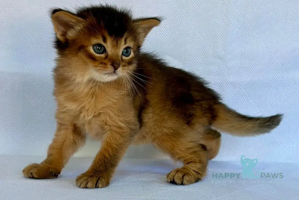 Yogurt Somali male ruddy live animals