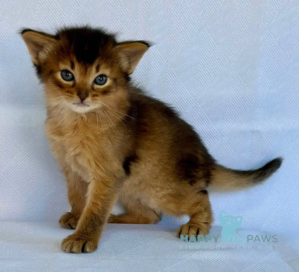 Yogurt Somali male ruddy live animals