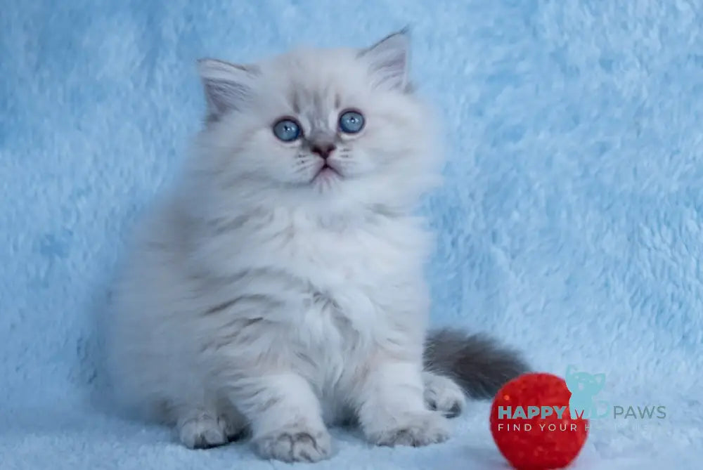 Yoki Scottish Straight female blue silver tabby pointed live animals