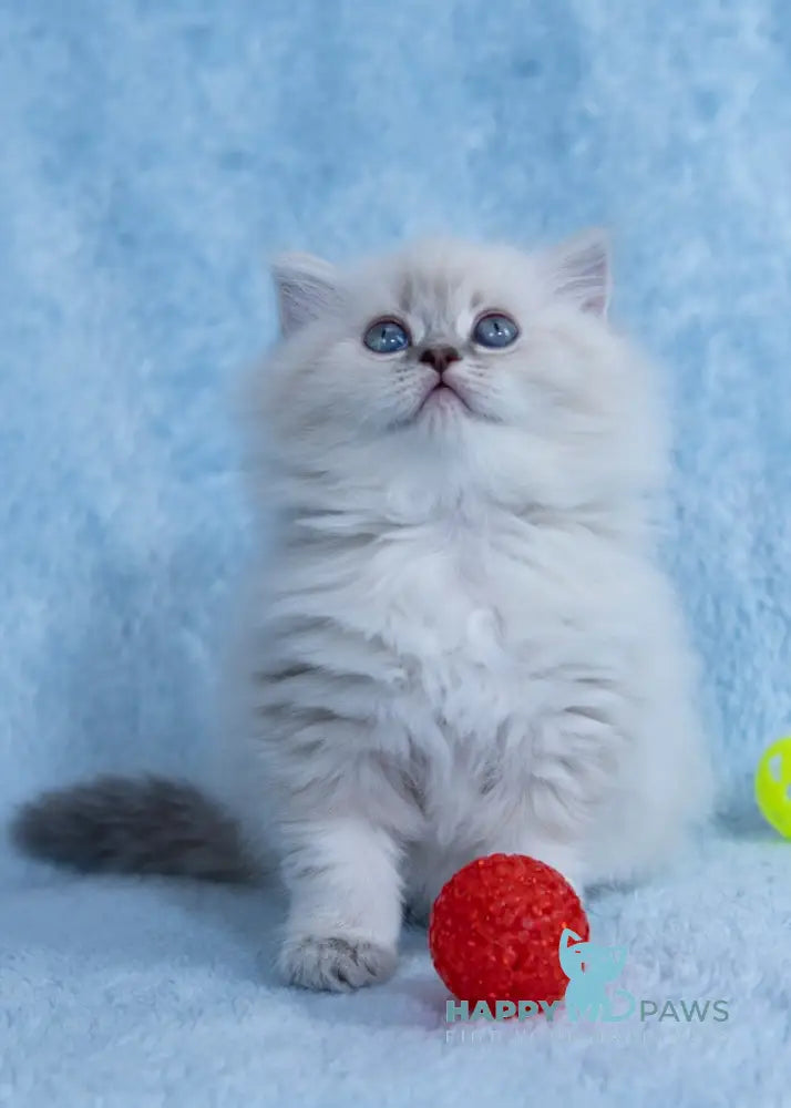 Yoki Scottish Straight female blue silver tabby pointed live animals