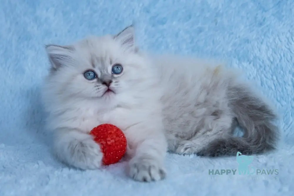 Yoki Scottish Straight female blue silver tabby pointed live animals