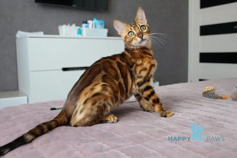Yoko Bengal female black spotted tabby live animals