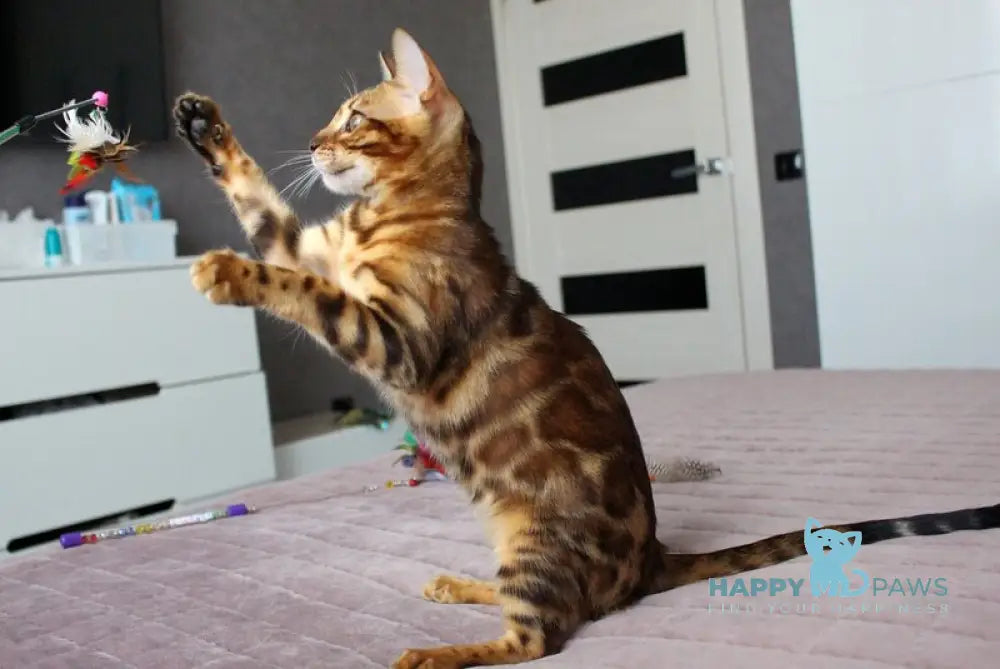 Yoko Bengal female black spotted tabby live animals