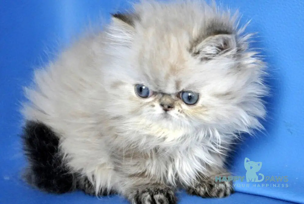 Yoko Persian male seal lynx pointed - live animals