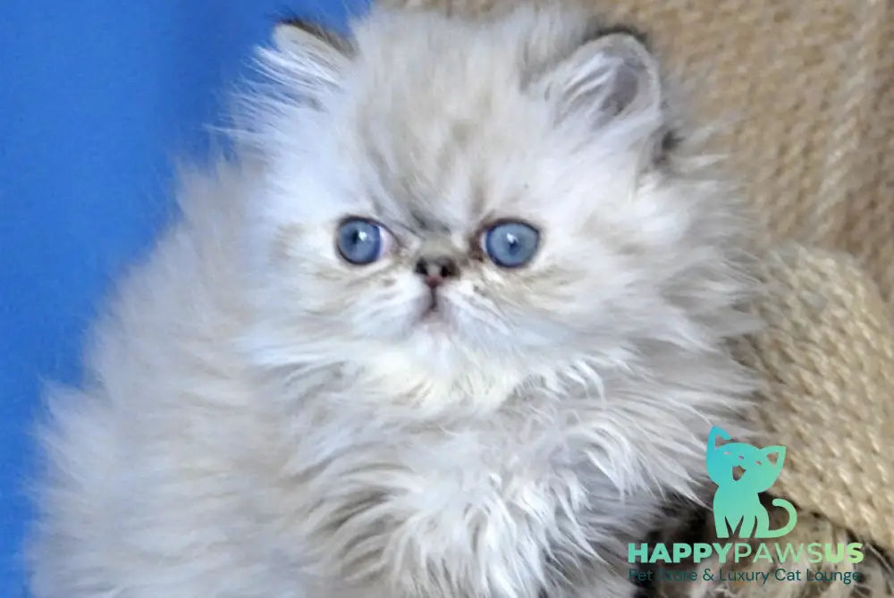 Yoko Persian male seal lynx pointed - live animals