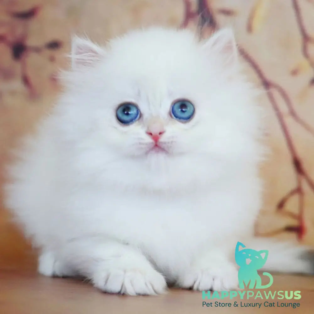Yolanda British Longhair female black golden shaded pointed - live animals