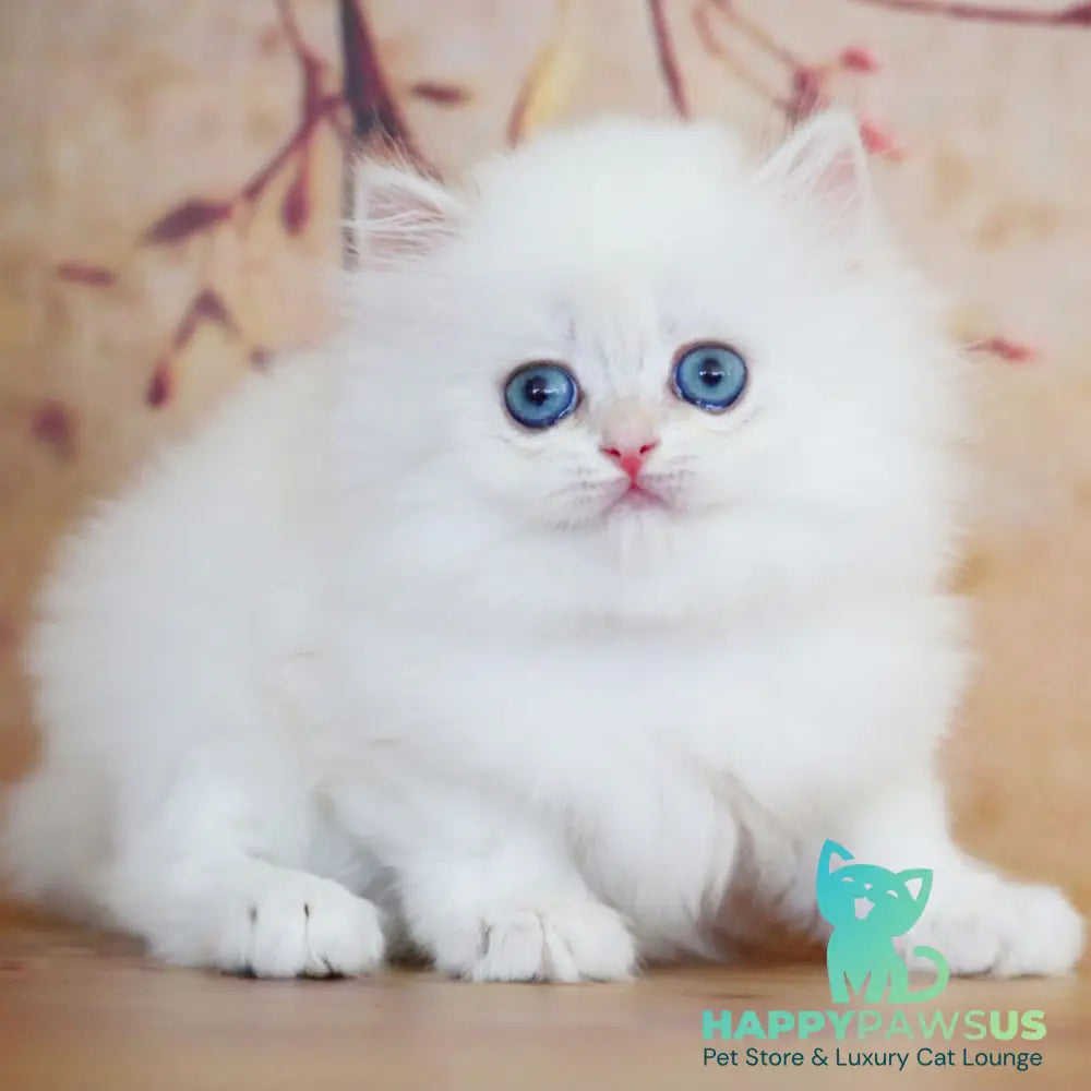 Yolanda British Longhair female black golden shaded pointed - live animals