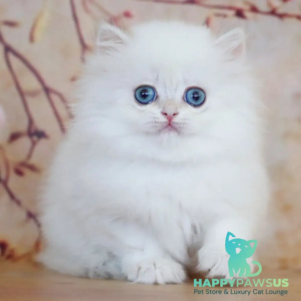 Yolanda British Longhair female black golden shaded pointed - live animals