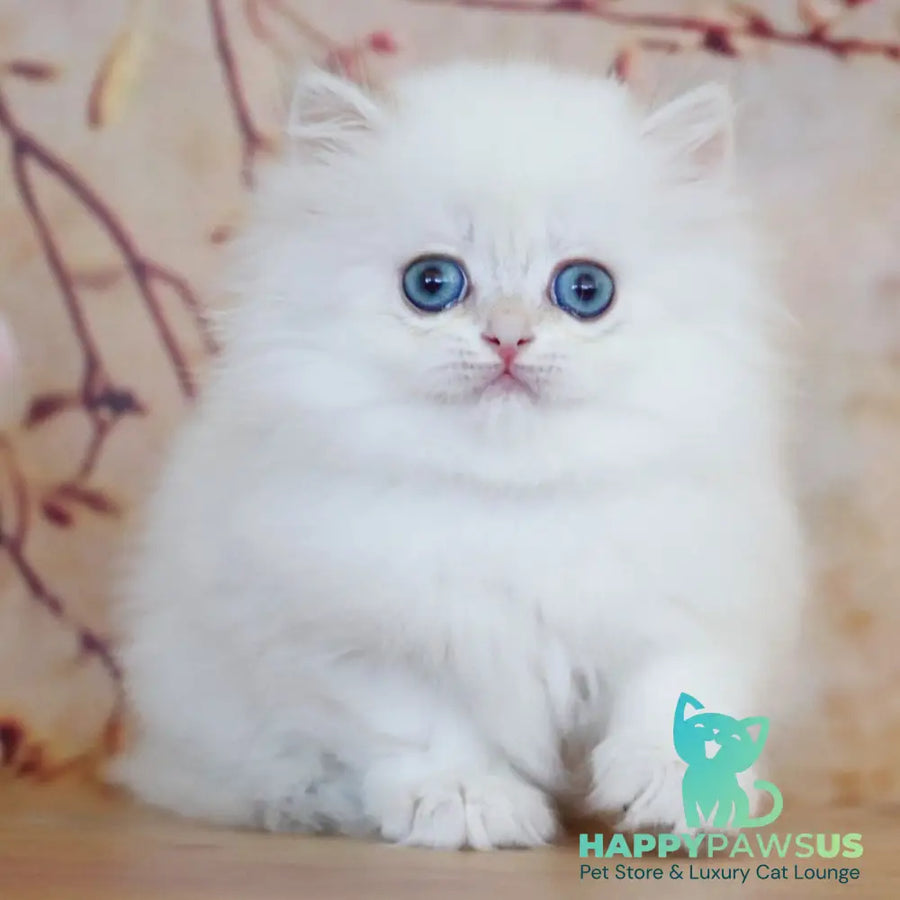 Yolanda British Longhair female black golden shaded pointed - live animals