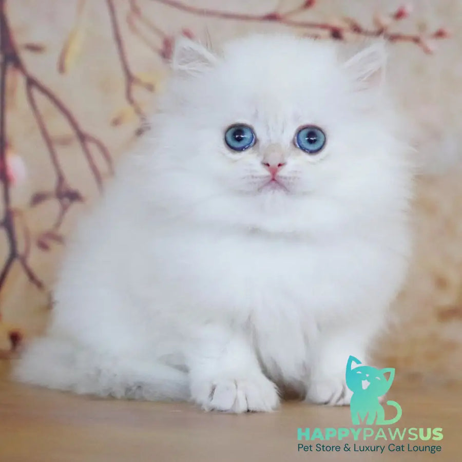 Yolanda British Longhair female black golden shaded pointed - live animals